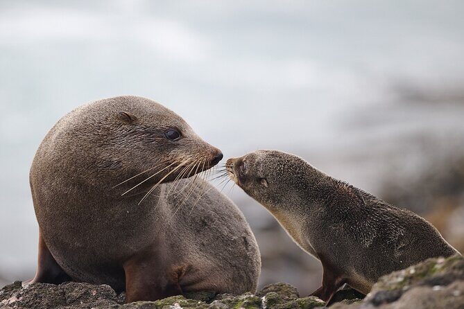 Clearwater Wildlife Tours (small group 10max) Otago Peninsula - Final Thoughts