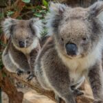 Cleland Wildlife Park Experience - from Adelaide including Mt Lofty Summit - Frequently Asked Questions