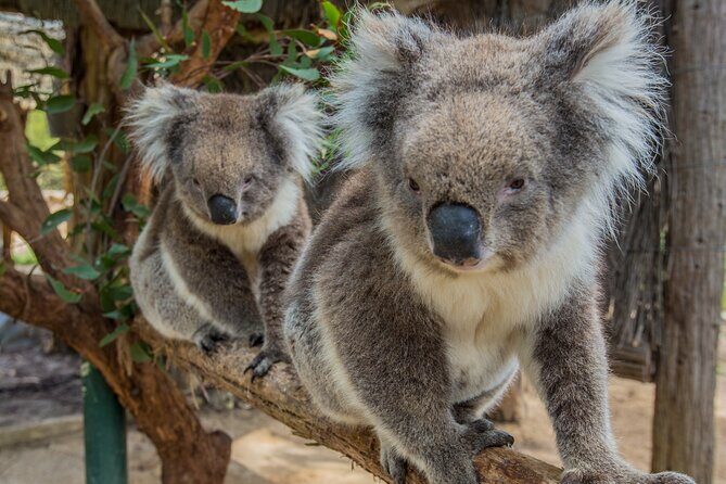 Cleland Wildlife Park Experience - from Adelaide including Mt Lofty Summit - Frequently Asked Questions