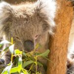 Cleland Wildlife Park Experience with Mount Lofty Summit - What Travelers Are Saying