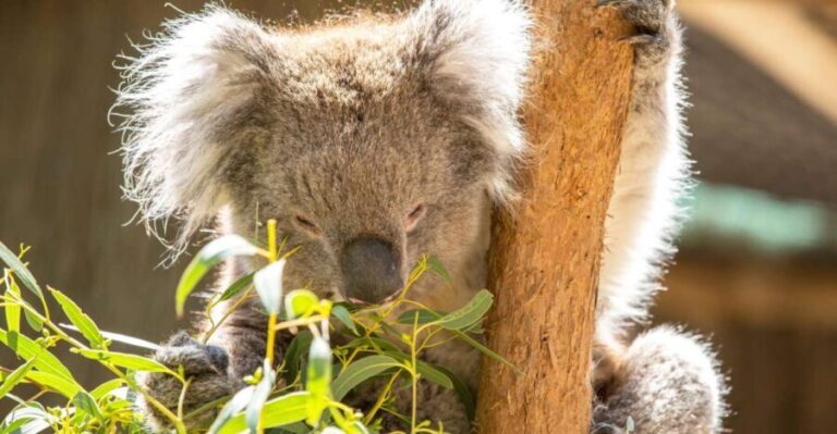Cleland Wildlife Park Experience with Mount Lofty Summit - What Travelers Are Saying