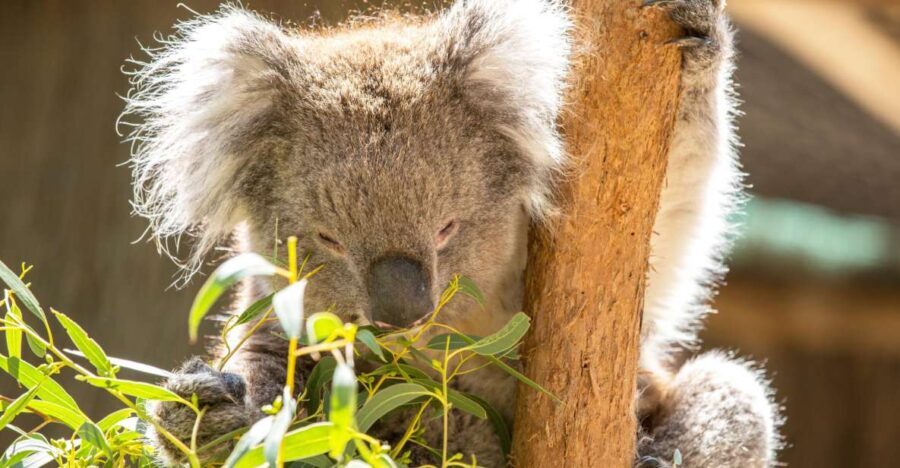 Cleland Wildlife Park Experience with Mount Lofty Summit - What Travelers Are Saying