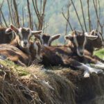 Climb the mountains together with goats - A detailed look at the goat hike experience