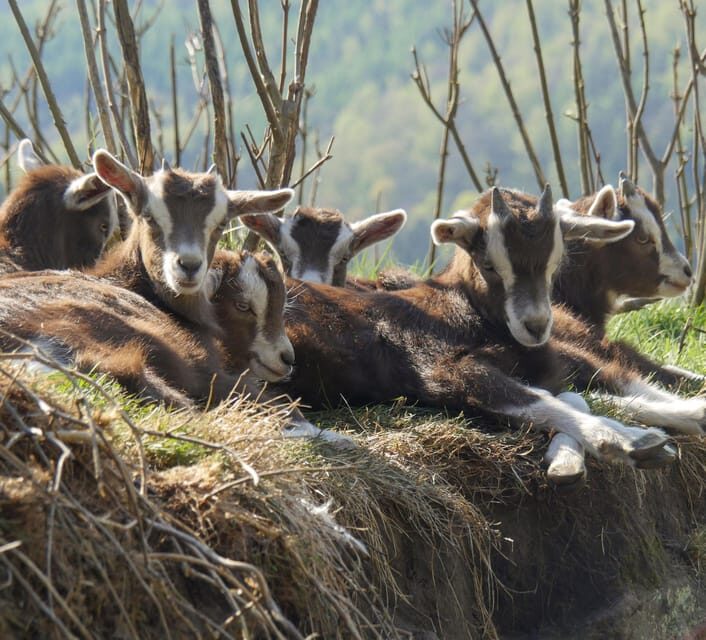 Climb the mountains together with goats - A detailed look at the goat hike experience
