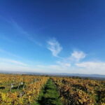Close to Budapest:Wine Tasting in a Small Cozy Family Winery - Exploring the Experience: What You Can Expect