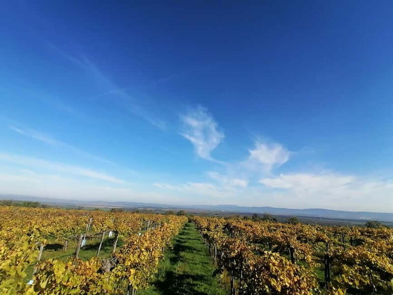 Close to Budapest:Wine Tasting in a Small Cozy Family Winery - Exploring the Experience: What You Can Expect