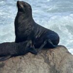 Coastal Connoisseur Wellington to Wairarapa Wine & Seal safari - Practical Details and Tips