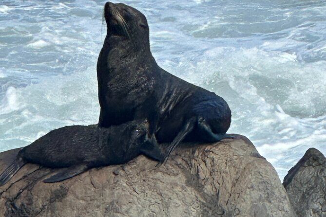 Coastal Connoisseur Wellington to Wairarapa Wine & Seal safari - Practical Details and Tips