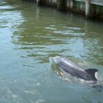 Cocoa Beach Dolphin and Wildlife Tour - What Makes This Tour Stand Out