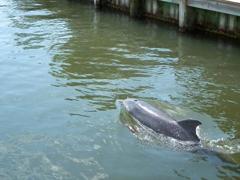 Cocoa Beach Dolphin and Wildlife Tour - What Makes This Tour Stand Out