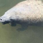 Cocoa Beach: Dolphin & Manatee Pontoon Cruise - Why This Tour Offers Great Value