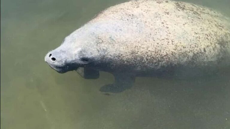 Cocoa Beach: Dolphin & Manatee Pontoon Cruise - Why This Tour Offers Great Value