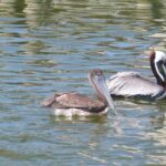 Cocoa Beach Dolphin Tours on the Banana River - Who Will Love This Tour?
