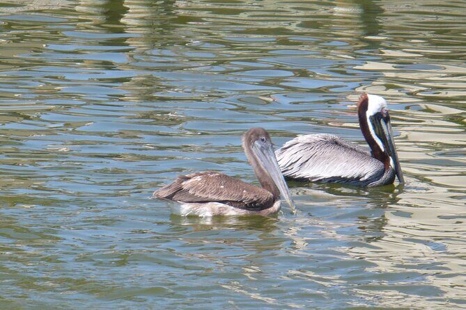 Cocoa Beach Dolphin Tours on the Banana River - Who Will Love This Tour?