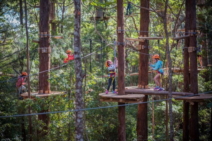 Coffs Harbour: Junior Tree Ropes Course - Who Will Love This Experience?