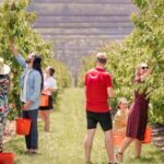 Coldstream: Cherry-Picking Experience - Why You Should Consider This Tour