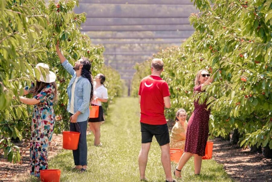 Coldstream: Cherry-Picking Experience - Why You Should Consider This Tour