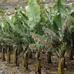 Collective Adventure: Travel & Volunteer in Tenerife - What the Tour Includes and How It Adds Value
