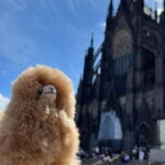 Cologne & Düsseldorf: Chocolate and Beer Private Guided Tour - Final Thoughts
