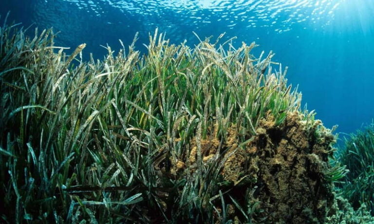 Colonia Sant Jordi: Premium & Fast Boat Tour around Cabrera - Who Should Consider This Tour?