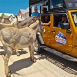 Colorado Jeep Tours - Gold Belt Tour - A Deep Dive into the Gold Belt Tour Experience