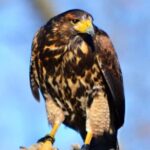 Colorado Springs Hands-On Falconry Class and Demonstration - FAQ