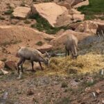 Colorado Springs Pikes Peak Luxury Jeep Tours - An In-Depth Look at Colorado Springs Pikes Peak Luxury Jeep Tours