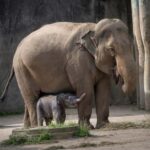 Columbus, OH: Columbus Zoo and Aquarium Entry Ticket - Is This Tour Worth the Price?