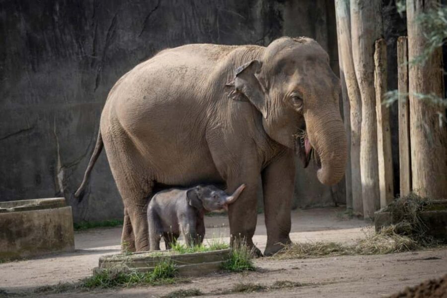 Columbus, OH: Columbus Zoo and Aquarium Entry Ticket