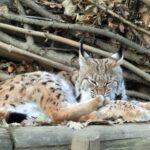 Combi Entrance Ticket to Alpine Zoo and Hungerburg - What Makes This Experience Stand Out
