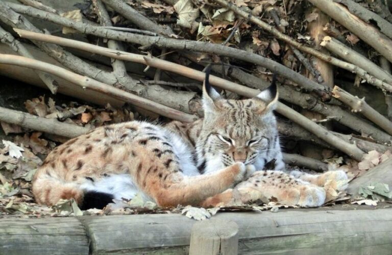 Combi Entrance Ticket to Alpine Zoo and Hungerburg - What Makes This Experience Stand Out