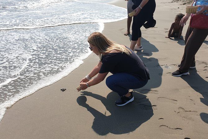 Combo 6 Hr Tour All City Highlights Divers Baby Turtle Release - The Sum Up