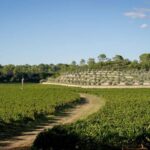 Commanderie de Peyrassol: Self-guided tour among art, vineyards, and forest - Final Thoughts: Who Will Love This Experience?