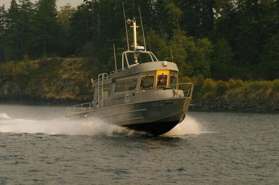 Comox: 4 Hour Whale and Wildlife Watching Tour - An In-Depth Look at the Experience