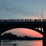 Congress Bridge Kayaking Bat Tour - Who Will Love This Tour?