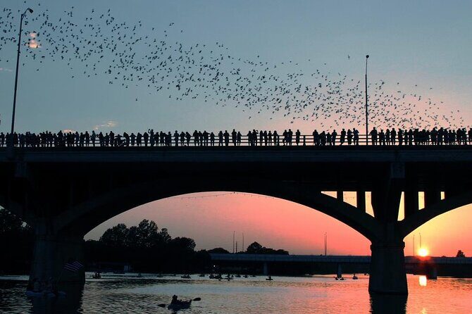 Congress Bridge Kayaking Bat Tour - Who Will Love This Tour?