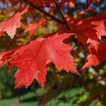 Connecticut Maple Foliage 1 Day Tour From New York - A Deep Dive into the Connecticut Maple Foliage Tour