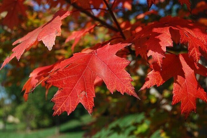 Connecticut Maple Foliage 1 Day Tour From New York - A Deep Dive into the Connecticut Maple Foliage Tour