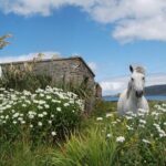 Connemara & Connemara National Park day tour from Galway. Guided. - Who Will Love This Tour?