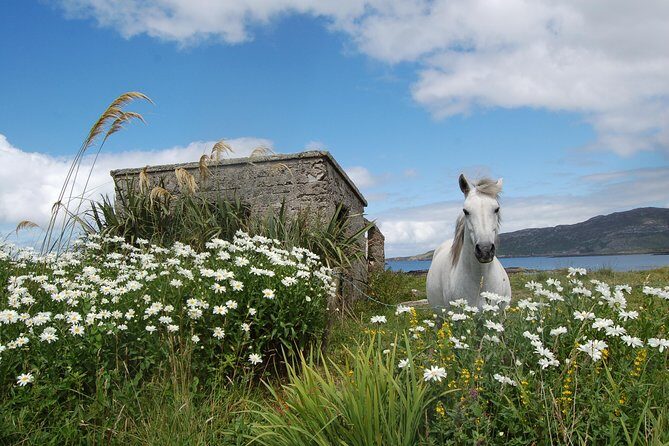 Connemara & Connemara National Park day tour from Galway. Guided. - Who Will Love This Tour?