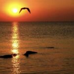 Constanta: Full Day Tour from Bucharest to the Black Sea - Who Would Love This Tour?