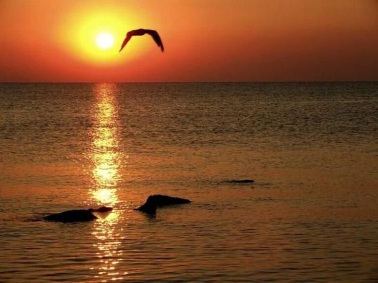 Constanta: Full Day Tour from Bucharest to the Black Sea - Who Would Love This Tour?