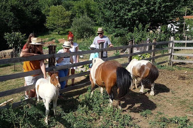 Cook like a local Greek Cooking lesson in Mt Pelion Greece - The Sum Up