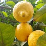 Cooking class in Capri for small groups - A Detailed Look at the Capri Cooking Class