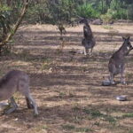 Coonawarra: Caves, Cabernet, & Kangaroos Day Tour & Lunch - Why This Tour Fits Specific Travelers