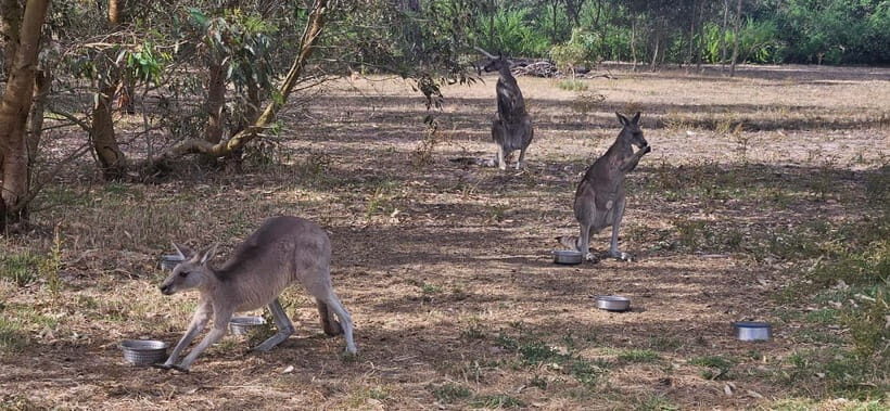 Coonawarra: Caves, Cabernet, & Kangaroos Day Tour & Lunch - Why This Tour Fits Specific Travelers