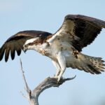 Copacetic Day Sail - FAQs