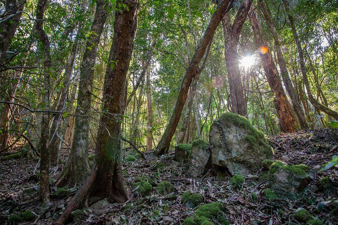 Copeland Tops National Park: Mountain Maid Gold Mine Tour - FAQs
