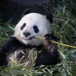 Copenhagen: Copenhagen Zoo Entry Ticket - Frequently Asked Questions