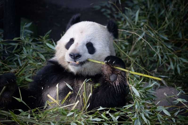 Copenhagen: Copenhagen Zoo Entry Ticket - Frequently Asked Questions